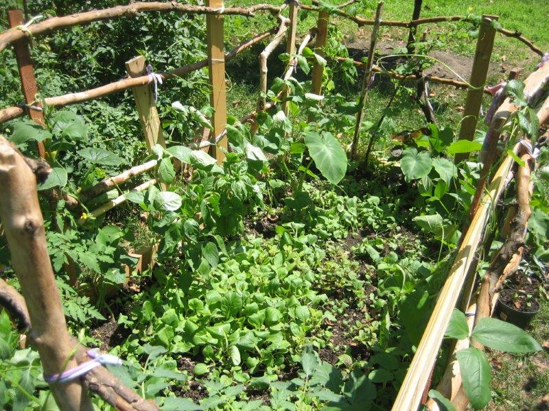 Ingersoll Garden – 2010-07 (1)