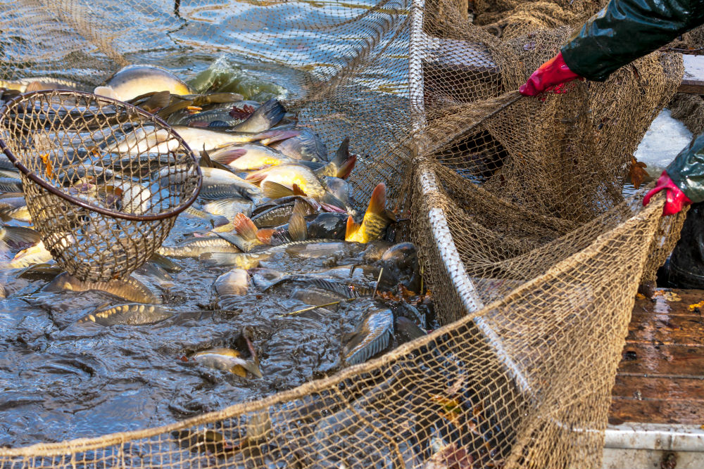 Oceanic Fresh & Hygienic Fish