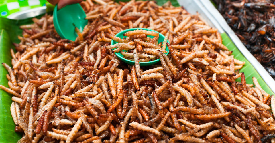 how much bugs allowed in food