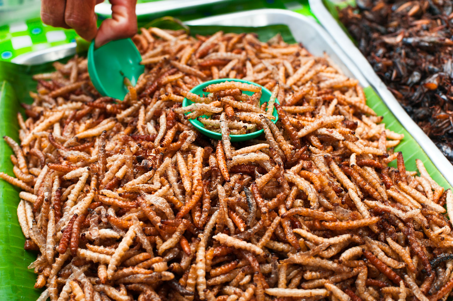 Food from Bugs: Insects that Feed Humans - American Bee Journal