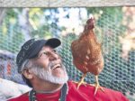 Brook Park Chickens