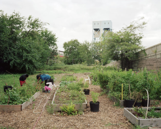 The Politics of NYC’s Urban Farming: The City Notices Urban Agriculture