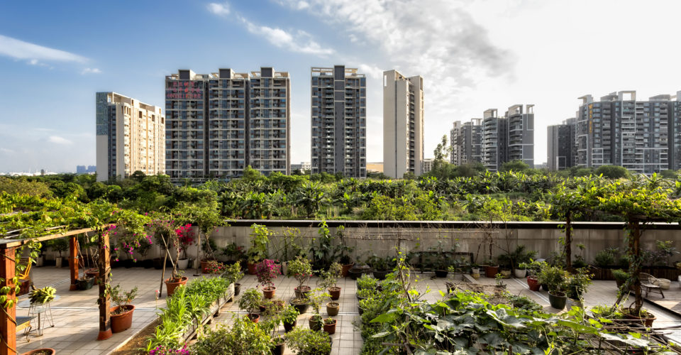 Nairobi Establishes A Framework From Which Urban Agriculture Can