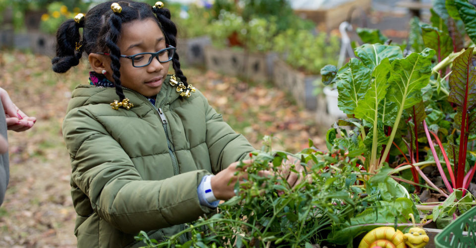 Harlem Grown Sowing The Seeds Of Hope In Young Children Nyc