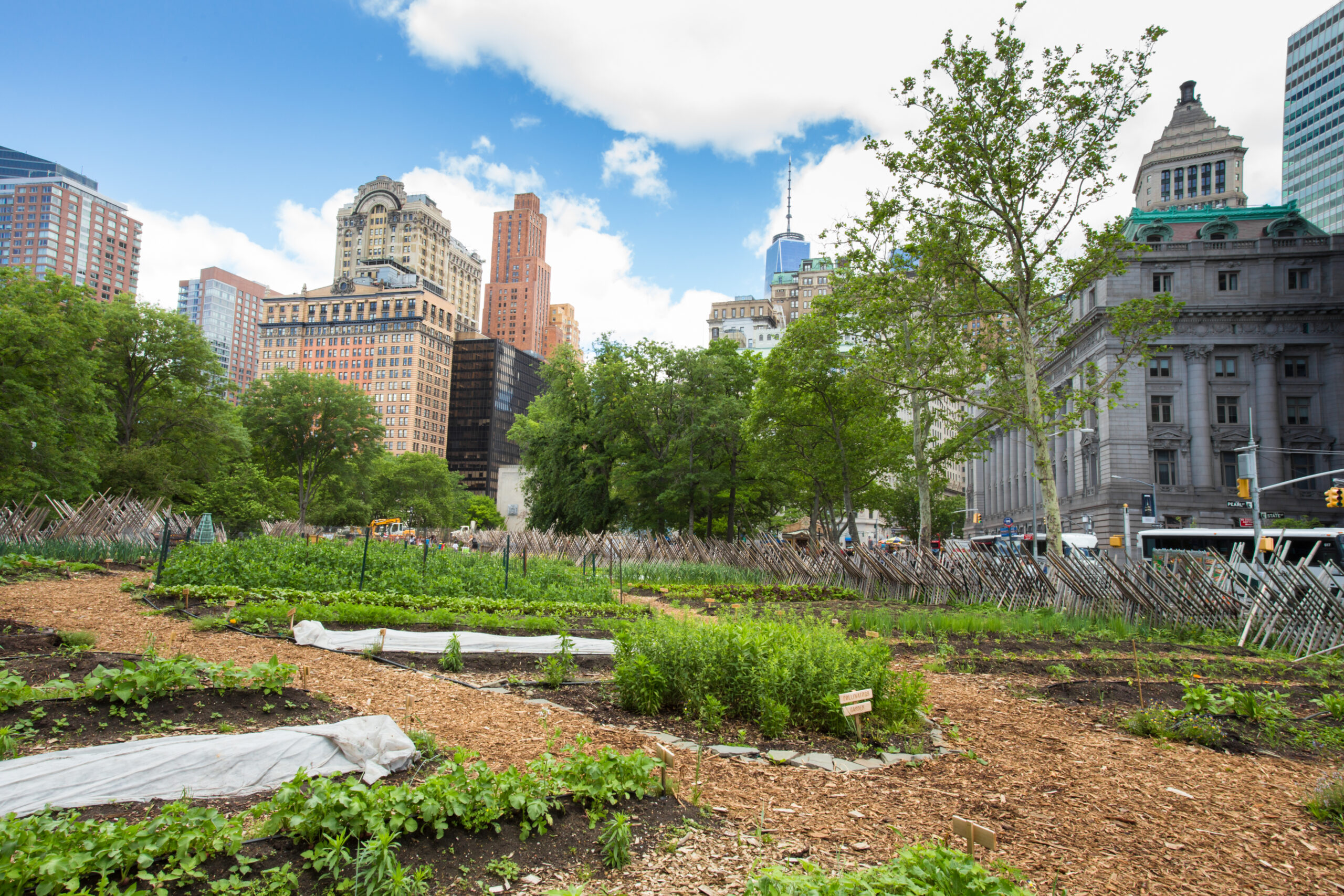 Revolutionizing Urban Agriculture: Hydroponic Farming Co-Ops