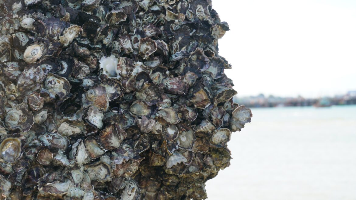 oyster reef
