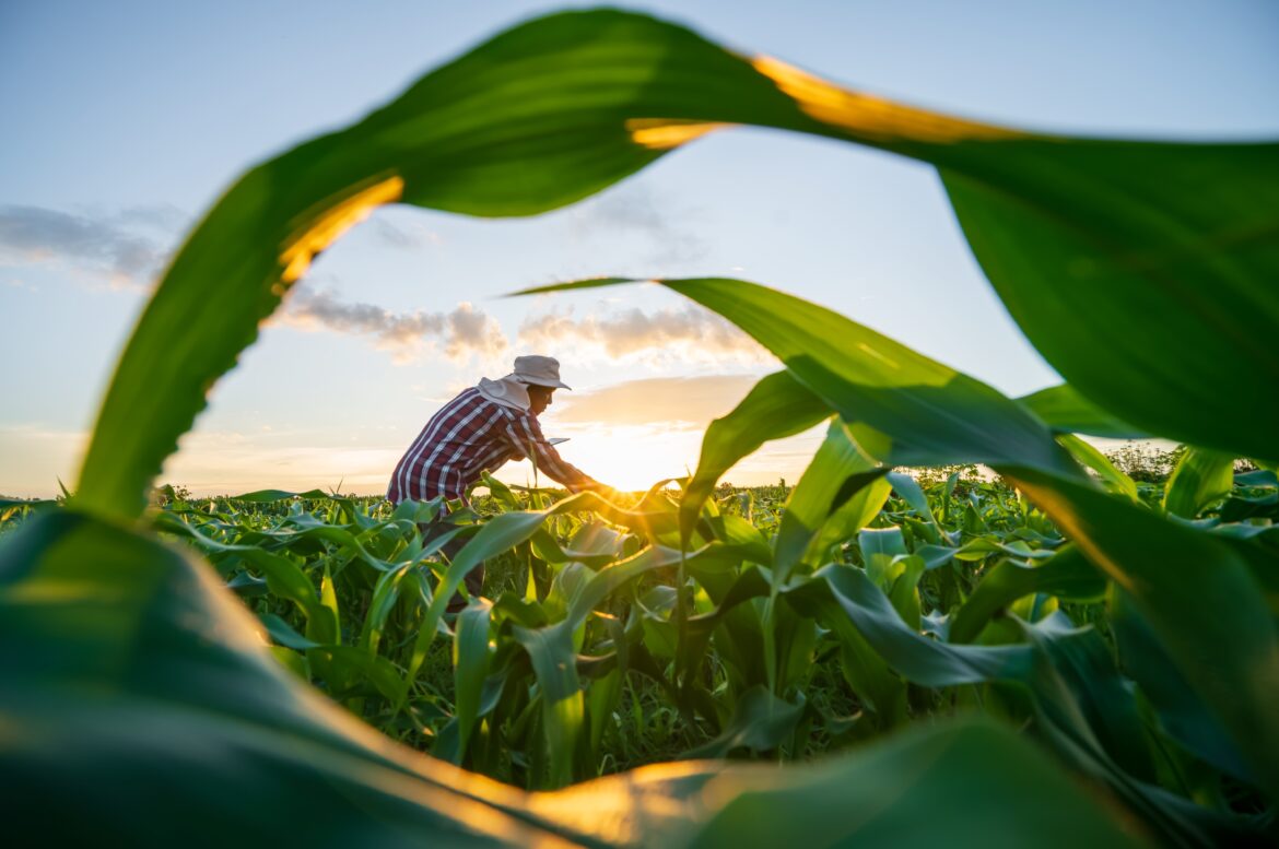 Blurred,Image.,Farmers,Use,Tablets,To,Analyze,Data,And,Experiment