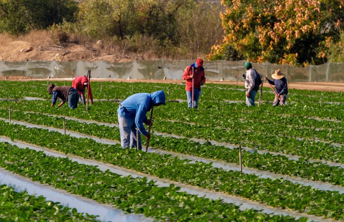 A,Group,Of,Male,Farm,Workers,Dressed,In,Warm,Clothes